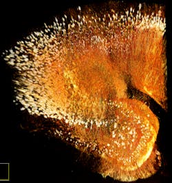 FIGURE 2. A single frame from a movie of a mouse brain-captured with an Olympus 4 mm SCALEVIEW objective and clearing reagent-shows the potential of deep imaging. (The full movie is available at www.olympusamerica.com/SCALEVIEW by clicking the Resources tab.) FIGURE 2. A single frame from a movie of a mouse brain-captured with an Olympus 4 mm SCALEVIEW objective and clearing reagent-shows the potential of deep imaging. (The full movie is available at www.olympusamerica.com/SCALEVIEW by clicking the Resources tab.)
