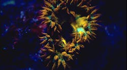 NIGHTSEA founder Charles Mazel photographed a Phymanthus crucifer, known as a beaded anemone, in Pedro Bank in Jamaica. While most of these fluoresce a single color, this one exhibited intense oranges and yellows with subtle patches of green, he says.