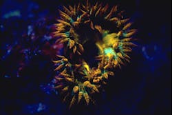 NIGHTSEA founder Charles Mazel photographed a Phymanthus crucifer, known as a beaded anemone, in Pedro Bank in Jamaica. While most of these fluoresce a single color, this one exhibited intense oranges and yellows with subtle patches of green, he says.