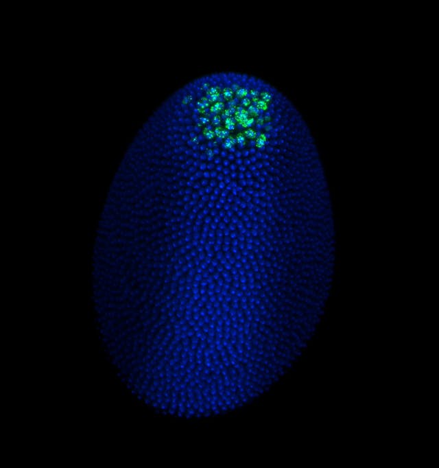 In this Drosophila melanogaster embryo, DAPI stain shows the nuclei (blue), while green fluorescent protein shows the vasa protein (green) that is crucial for development. A Lightsheet Z.1 with a 2X W-PlanApochromat objective created this image.