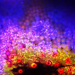 The surface of a leaf captured using single-focal-plane confocal microscopy. Green represents cell-surface green fluorescent protein (GFP); blue, chlorophyll; and red, red lipid membrane dye. The surface of a leaf captured using single-focal-plane confocal microscopy. Green represents cell-surface green fluorescent protein (GFP); blue, chlorophyll; and red, red lipid membrane dye.