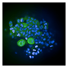 FIGURE 1. In this 3D InSight tumor microtissue from InSphero&mdash;a supplier of 3D microtissues for predictive drug testing&mdash;an image captured with the Opera Phenix shows expressed GFP (green) and Hoechst dye (blue) stains the nuclei.