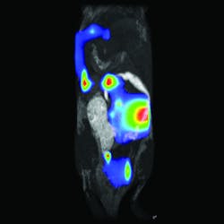 FIGURE 2. LumiQuant can combine and co-register 3D images from luminescence and compact MRI. FIGURE 2. LumiQuant can combine and co-register 3D images from luminescence and compact MRI.