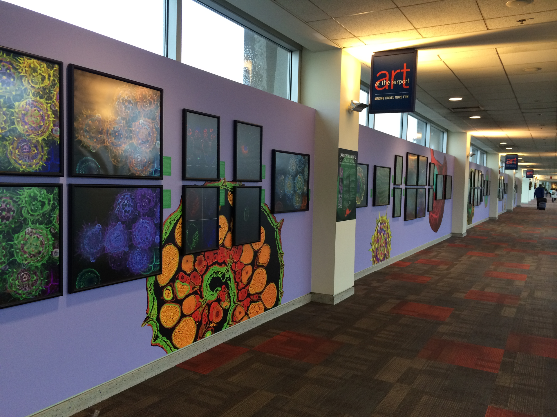 A display called Larger Than Life lined corridors of the Philadelphia airport with large-scale cell images created by researchers from the local area.