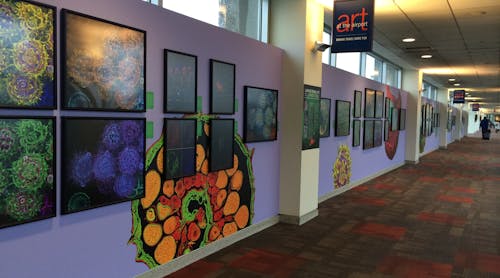 A display called Larger Than Life lined corridors of the Philadelphia airport with large-scale cell images created by researchers from the local area.