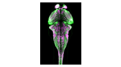 In this larval zebrafish brain, neurons that were active while the fish was swimming freely were permanently marked in magenta.
