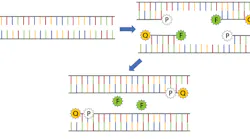 FIGURE 1. Schematic representation of fluorophore activation during PCR, where P represents the polymerase, F the fluorophore, and Q the quenching molecule.