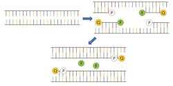 FIGURE 1. Schematic representation of fluorophore activation during PCR, where P represents the polymerase, F the fluorophore, and Q the quenching molecule. FIGURE 1. Schematic representation of fluorophore activation during PCR, where P represents the polymerase, F the fluorophore, and Q the quenching molecule.