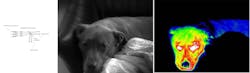 FIGURE 3. A SuperBand design is shown in a dual-detector configuration (a). As shown by images of a dog (Deuce), the optics in a 100 mm f/2.3 version of such a system can simultaneously handle SWIR (b) and LWIR (c). (Note: Because the cameras were independently mounted, some parallax does exist.)