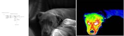 FIGURE 3. A SuperBand design is shown in a dual-detector configuration (a). As shown by images of a dog (Deuce), the optics in a 100 mm f/2.3 version of such a system can simultaneously handle SWIR (b) and LWIR (c). (Note: Because the cameras were independently mounted, some parallax does exist.) FIGURE 3. A SuperBand design is shown in a dual-detector configuration (a). As shown by images of a dog (Deuce), the optics in a 100 mm f/2.3 version of such a system can simultaneously handle SWIR (b) and LWIR (c). (Note: Because the cameras were independently mounted, some parallax does exist.)