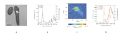 FIGURE 3. Samples of PHB (a) were compared by FTIR and nanoIR. The absorption bands are occurring at substantially the same positions (b). The nanoIR chemical map of a single bacterium with the IR source tuned to the ester carbonyl band at 1740 cm-1 confirms the localization of PHB within a single bacterium (c). In a comparison of three spectra, the bulk FTIR result is reported in blue in contrast to two measurements using the nanoIR measured at the edge and in the center of a PHB granule. The AFM-IR curves show much sharper absorption peaks for the ester carbonyl as they are recorded very locally; the FTIR curve is an average over thousands of bacteria (d). FIGURE 3. Samples of PHB (a) were compared by FTIR and nanoIR. The absorption bands are occurring at substantially the same positions (b). The nanoIR chemical map of a single bacterium with the IR source tuned to the ester carbonyl band at 1740 cm-1 confirms the localization of PHB within a single bacterium (c). In a comparison of three spectra, the bulk FTIR result is reported in blue in contrast to two measurements using the nanoIR measured at the edge and in the center of a PHB granule. The AFM-IR curves show much sharper absorption peaks for the ester carbonyl as they are recorded very locally; the FTIR curve is an average over thousands of bacteria (d).