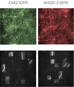 Optogenetically modified neurons on a multielectrode array (upper left), are excited by patterns of blue light illumination (bottom left and right), and their calcium activity is imaged (upper right).