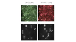 Optogenetically modified neurons on a multielectrode array (upper left), are excited by patterns of blue light illumination (bottom left and right), and their calcium activity is imaged (upper right).