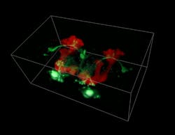 Whole brain of adult Drosophila acquired in vivo at 10 volumes/s using SCAPE. Neuronal subset expressing GFP (green), mushroom body neurons expressing dsRed. 450 × 264 × 227 µm field of view. Whole brain of adult Drosophila acquired in vivo at 10 volumes/s using SCAPE. Neuronal subset expressing GFP (green), mushroom body neurons expressing dsRed. 450 × 264 × 227 µm field of view.