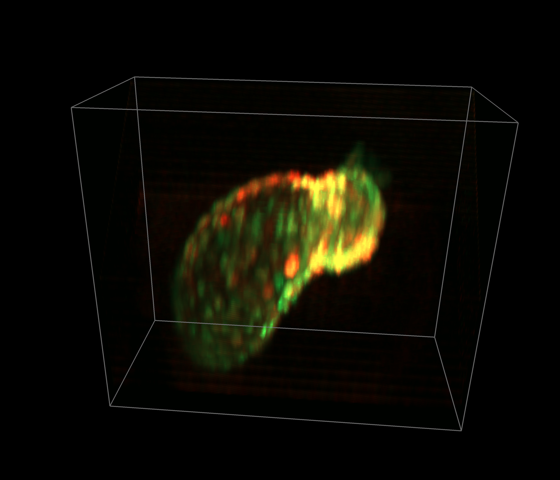 Beating heart of zebrafish larva (56 hrs. after fertilization). Myocytes are expressing GCaMP (calcium indicator) and dsRed (cell marker). Imaged in vivo using SCAPE at 25 volumes/s, with 335 &times; 288 &times; 156 &micro;m field of view.