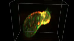 Beating heart of zebrafish larva (56 hrs. after fertilization). Myocytes are expressing GCaMP (calcium indicator) and dsRed (cell marker). Imaged in vivo using SCAPE at 25 volumes/s, with 335 × 288 × 156 µm field of view.