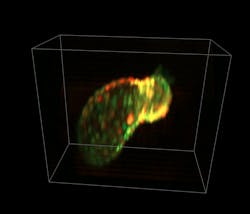 Beating heart of zebrafish larva (56 hrs. after fertilization). Myocytes are expressing GCaMP (calcium indicator) and dsRed (cell marker). Imaged in vivo using SCAPE at 25 volumes/s, with 335 × 288 × 156 µm field of view. Beating heart of zebrafish larva (56 hrs. after fertilization). Myocytes are expressing GCaMP (calcium indicator) and dsRed (cell marker). Imaged in vivo using SCAPE at 25 volumes/s, with 335 × 288 × 156 µm field of view.
