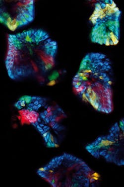 Confetti Mouse small intestine expressing CFP, GFP, YFP, and RFP.