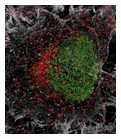 With super-resolution STED microscopy, details of a cell can be focused down to under 50 nm. This image shows the pores of a cell nucleus (stained green), single protein molecules (red), and fibers of a cytoskeleton (white) in a HeLa cell.