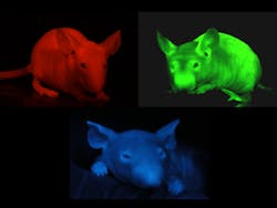 FIGURE 1. Nude mice can be genetically engineered to express red-, green-, or blue-fluorescent protein in targeted tissues, or in this case, the entire animal. FIGURE 1. Nude mice can be genetically engineered to express red-, green-, or blue-fluorescent protein in targeted tissues, or in this case, the entire animal.