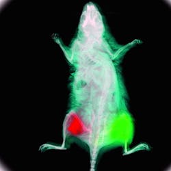 FIGURE 2. A mouse was injected with two different near-infrared (NIR) dyes, spectrally unmixed and with autofluorescence subtracted away. The signal from one dye was assigned a green color code or look-up table (LUT), while the other was assigned a red LUT. The mouse was also imaged in x-ray mode to coregister the localization of these two dyes as well as record anatomical information about the mouse at the time of study.