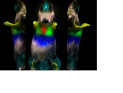 FIGURE 4. A dynamic contrast enhancement (DyCE) image was obtained by analyzing a time series of monochrome images (10 per second for 2 minutes) following an injection of ICG in the tail vein of a mouse. This image was obtained using only one fluorophore; the colors represent the different passage times of ICG through the various organs and body compartments of the animal. FIGURE 4. A dynamic contrast enhancement (DyCE) image was obtained by analyzing a time series of monochrome images (10 per second for 2 minutes) following an injection of ICG in the tail vein of a mouse. This image was obtained using only one fluorophore; the colors represent the different passage times of ICG through the various organs and body compartments of the animal.