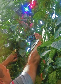 FIGURE 2. Monitoring LED emission spectra in a greenhouse enables growth patterns of plants to be correlated with the illumination spectra. FIGURE 2. Monitoring LED emission spectra in a greenhouse enables growth patterns of plants to be correlated with the illumination spectra.