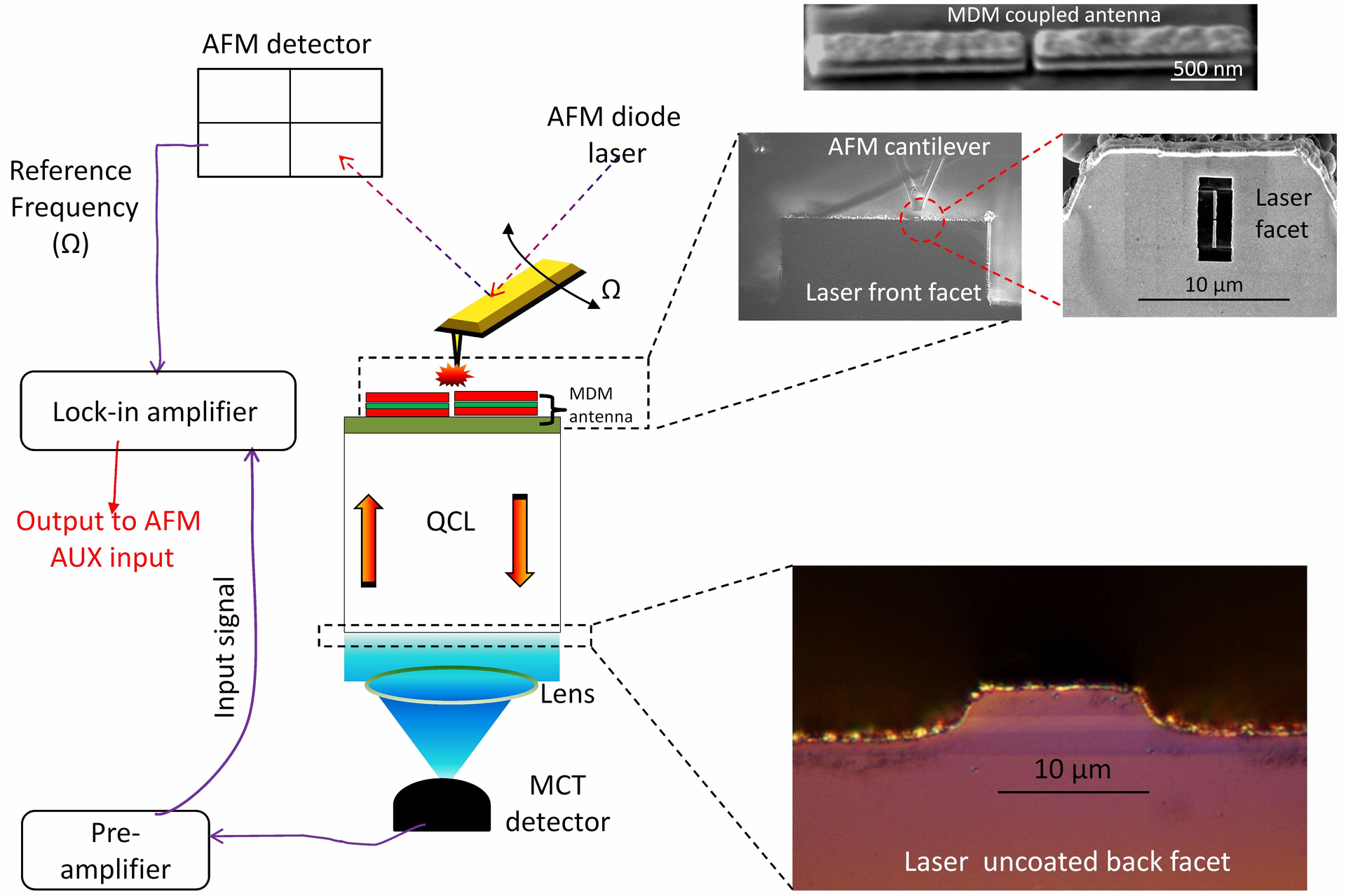 A near-field scanning-optical microscope is used to measure the electromagnetic field enhancement enabled by a plasmonic nano-antenna coupled to the front facet of a quantum cascade laser. The local field enhancement makes the device promising for future mid-IR biosensor applications.