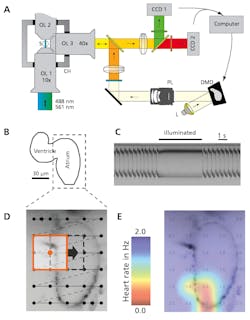 FIGURE 3. A microscope layout (a) shows how a sheet of laser light (488 nm or 561 nm) illuminates an embedded zebrafish, S, through objective lens OL1 or OL2. A computer-generated pattern is reflected off the digital micromirror device (DMD) and imaged onto the sample S through the detection lens OL3. The zebrafish heart stops beating (b) when illuminated with orange light and recovers instantaneously afterward (c). The heart was sequentially illuminated with overlapping squares (d), and a false-color image shows the observed atrial heart rate after illumination of 30 sampled areas (e). FIGURE 3. A microscope layout (a) shows how a sheet of laser light (488 nm or 561 nm) illuminates an embedded zebrafish, S, through objective lens OL1 or OL2. A computer-generated pattern is reflected off the digital micromirror device (DMD) and imaged onto the sample S through the detection lens OL3. The zebrafish heart stops beating (b) when illuminated with orange light and recovers instantaneously afterward (c). The heart was sequentially illuminated with overlapping squares (d), and a false-color image shows the observed atrial heart rate after illumination of 30 sampled areas (e).
