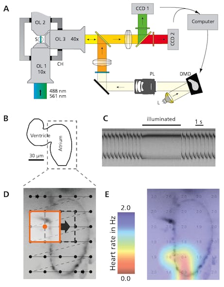 FIGURE 3. A microscope layout (a) shows how a sheet of laser light (488 nm or 561 nm) illuminates an embedded zebrafish, S, through objective lens OL1 or OL2. A computer-generated pattern is reflected off the digital micromirror device (DMD) and imaged onto the sample S through the detection lens OL3. The zebrafish heart stops beating (b) when illuminated with orange light and recovers instantaneously afterward (c). The heart was sequentially illuminated with overlapping squares (d), and a false-color image shows the observed atrial heart rate after illumination of 30 sampled areas (e).
