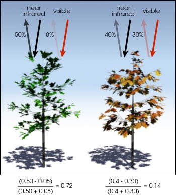 FIGURE 2. Normalized Difference Vegetation Index (NDVI) values are calculated from the amount of visible (VIS) and near-infrared (NIR) light reflected by plants.