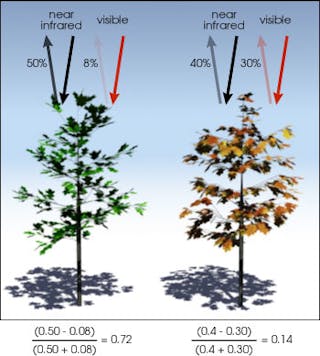 FIGURE 2. Normalized Difference Vegetation Index (NDVI) values are calculated from the amount of visible (VIS) and near-infrared (NIR) light reflected by plants.