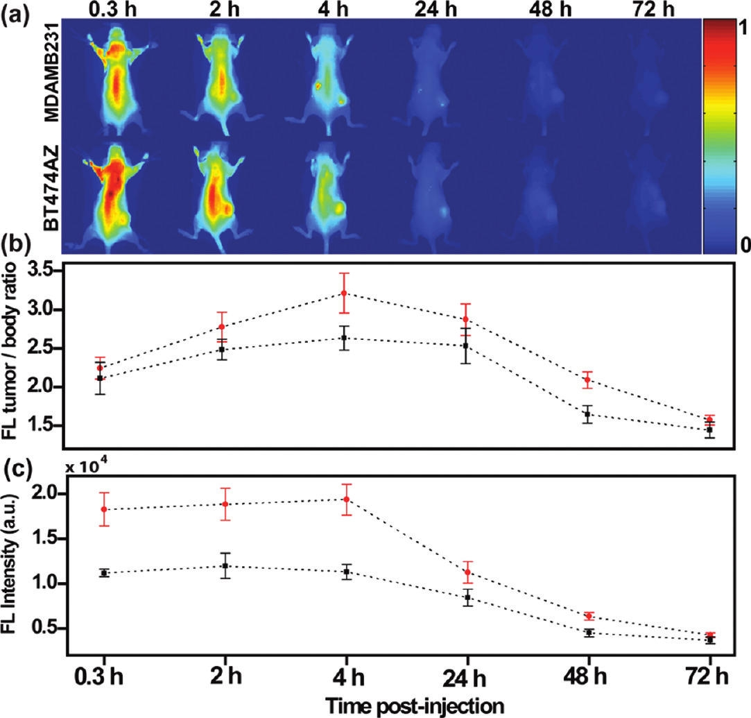 FIGURE 1. Nanocomplexes delivered in vivo are observed with near-IR fluorescence imaging of mice for control, low HER 2 expressing tumors (top row) and HER 2 expressing tumors (bottom row). HER 2 is a type of antibody that targets breast cancer. The animals were imaged at 0.3, 2, 4, 24, 48, and 72 hours postinjection. Fluorescence intensity comparison of tumors between the HER 2 expressing tumors and control shows a 71.5% increase in signal at 4 h in HER 2 expressing over the control tumors. The dotted line is a guide to the eye.