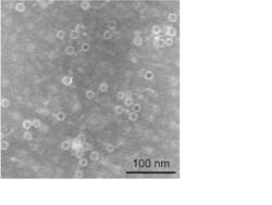 1107lfw1 Fig3b 1107lfw1 Fig3b