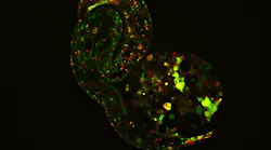FIGURE 1. Superresolution techniques, enabled by software and hardware advances, highlight the most minute details and processes that define life; an example is this image depicting early embryonic development captured on the Olympus SpinSR superresolution microscope.