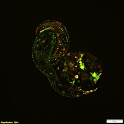 FIGURE 1. Superresolution techniques, enabled by software and hardware advances, highlight the most minute details and processes that define life; an example is this image depicting early embryonic development captured on the Olympus SpinSR superresolution microscope. FIGURE 1. Superresolution techniques, enabled by software and hardware advances, highlight the most minute details and processes that define life; an example is this image depicting early embryonic development captured on the Olympus SpinSR superresolution microscope.