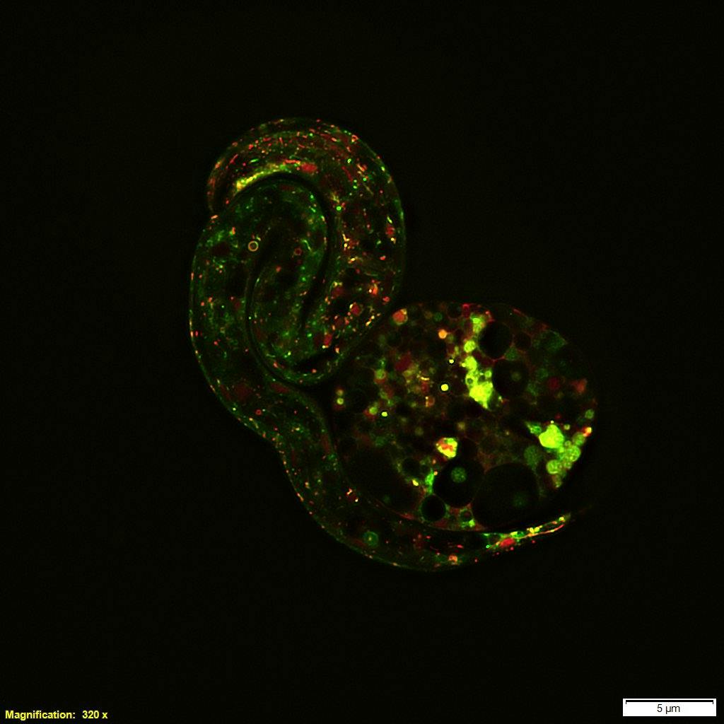 FIGURE 1. Superresolution techniques, enabled by software and hardware advances, highlight the most minute details and processes that define life; an example is this image depicting early embryonic development captured on the Olympus SpinSR superresolution microscope.