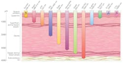 FIGURE 2. Lasers can penetrate deep into the dermis (1470 nm around 400 μm, and 1550 nm up to 1600 μm. FIGURE 2. Lasers can penetrate deep into the dermis (1470 nm around 400 μm, and 1550 nm up to 1600 μm.