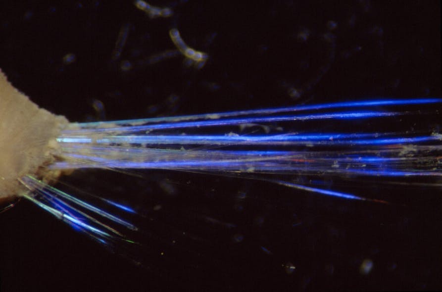FIGURE 2. The polychaete worm Pherusa sp. from Australia has photonic-crystal-fiber hairs with a partial bandgap in the blue.