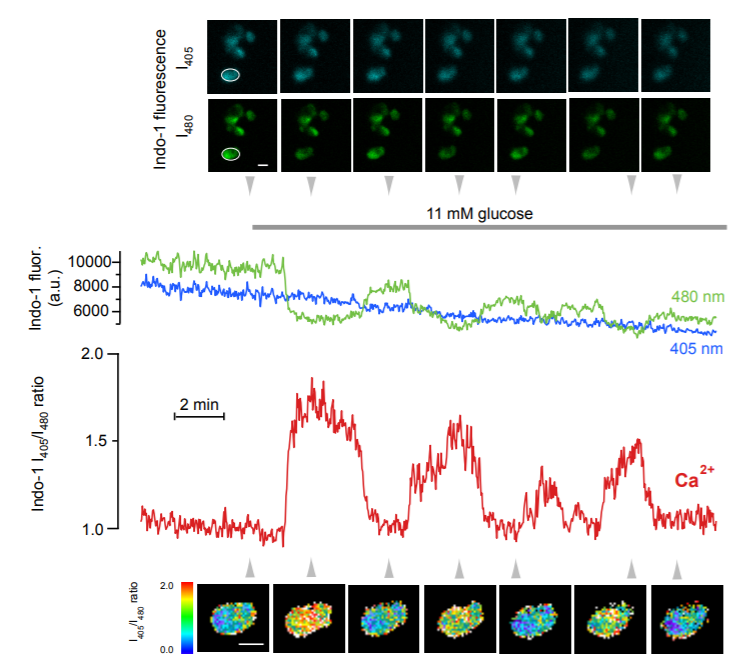FIGURE 2. TIRF microscopy measurements show the cytoplasmic Ca2+ concentration beneath the plasma membrane of an individual insulin-secreting &szlig;-cell stimulated with glucose. The top panel shows 405- and 480-nm fluorescence emission images of a cluster of &szlig;-cells loaded with Indo-1 and excited with the CW 355-nm laser. The images are from the time points indicated by the arrowheads. The middle panel shows a time-lapse fluorescence recording from the cell encircled in the top left images. The blue and green traces are the intensities recorded at 405 nm and 480 nm, respectively, whereas the red trace shows the Ca2+-dependent 405/480-nm fluorescence emission ratio. Elevation of the glucose concentration from 3 to 11 mM triggers oscillations of the sub-membrane Ca2+ concentration. The bottom panel shows ratio images of the same cell at the time points indicated by arrowheads. Scale bars denote 10 &micro;m.