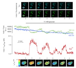 FIGURE 2. TIRF microscopy measurements show the cytoplasmic Ca2+ concentration beneath the plasma membrane of an individual insulin-secreting ß-cell stimulated with glucose. The top panel shows 405- and 480-nm fluorescence emission images of a cluster of ß-cells loaded with Indo-1 and excited with the CW 355-nm laser. The images are from the time points indicated by the arrowheads. The middle panel shows a time-lapse fluorescence recording from the cell encircled in the top left images. The blue and green traces are the intensities recorded at 405 nm and 480 nm, respectively, whereas the red trace shows the Ca2+-dependent 405/480-nm fluorescence emission ratio. Elevation of the glucose concentration from 3 to 11 mM triggers oscillations of the sub-membrane Ca2+ concentration. The bottom panel shows ratio images of the same cell at the time points indicated by arrowheads. Scale bars denote 10 µm. FIGURE 2. TIRF microscopy measurements show the cytoplasmic Ca2+ concentration beneath the plasma membrane of an individual insulin-secreting ß-cell stimulated with glucose. The top panel shows 405- and 480-nm fluorescence emission images of a cluster of ß-cells loaded with Indo-1 and excited with the CW 355-nm laser. The images are from the time points indicated by the arrowheads. The middle panel shows a time-lapse fluorescence recording from the cell encircled in the top left images. The blue and green traces are the intensities recorded at 405 nm and 480 nm, respectively, whereas the red trace shows the Ca2+-dependent 405/480-nm fluorescence emission ratio. Elevation of the glucose concentration from 3 to 11 mM triggers oscillations of the sub-membrane Ca2+ concentration. The bottom panel shows ratio images of the same cell at the time points indicated by arrowheads. Scale bars denote 10 µm.