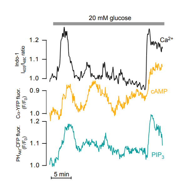 FIGURE 3. Simultaneous recordings of the cytoplasmic Ca2+ (black trace) and cyclic AMP (yellow trace) concentrations in the sub-membrane space and the plasma membrane PIP3 concentration (blue trace) depict an individual insulin-secreting &szlig;-cell during stimulation with 20 mM glucose. The Ca2+ was recorded with Indo-1 using 355 nm laser excitation, while cAMP and PIP3 are recorded with fluorescent protein-based biosensors excited at 514 and 442 nm, respectively.