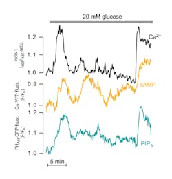 FIGURE 3. Simultaneous recordings of the cytoplasmic Ca2+ (black trace) and cyclic AMP (yellow trace) concentrations in the sub-membrane space and the plasma membrane PIP3 concentration (blue trace) depict an individual insulin-secreting ß-cell during stimulation with 20 mM glucose. The Ca2+ was recorded with Indo-1 using 355 nm laser excitation, while cAMP and PIP3 are recorded with fluorescent protein-based biosensors excited at 514 and 442 nm, respectively. FIGURE 3. Simultaneous recordings of the cytoplasmic Ca2+ (black trace) and cyclic AMP (yellow trace) concentrations in the sub-membrane space and the plasma membrane PIP3 concentration (blue trace) depict an individual insulin-secreting ß-cell during stimulation with 20 mM glucose. The Ca2+ was recorded with Indo-1 using 355 nm laser excitation, while cAMP and PIP3 are recorded with fluorescent protein-based biosensors excited at 514 and 442 nm, respectively.