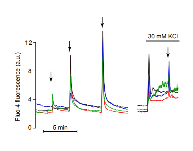 FIGURE 4. A compact laser enables adaptation of uncaging technology to custom-built TIRF and other microscopy setups. To observe uncaging of Ca2+ in insulin-secreting &szlig;-cells, the cells are loaded with NP-EGTA and the fluorescent Ca2+ indicator Fluo-4 and subsequently exposed to flashes of UV light (arrows) of gradually increasing duration using the 355-nm laser. Each pulse of UV light induces an instant elevation of the sub-membrane Ca2+ concentration measured with TIRF microscopy and Fluo-4 fluorescence. After a 10-min break in the recording, the cells were depolarized with 30 mM KCl, which resulted in elevation of the Ca2+ concentration of similar magnitude as the UV uncaging.