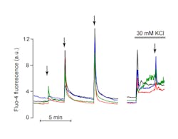 FIGURE 4. A compact laser enables adaptation of uncaging technology to custom-built TIRF and other microscopy setups. To observe uncaging of Ca2+ in insulin-secreting ß-cells, the cells are loaded with NP-EGTA and the fluorescent Ca2+ indicator Fluo-4 and subsequently exposed to flashes of UV light (arrows) of gradually increasing duration using the 355-nm laser. Each pulse of UV light induces an instant elevation of the sub-membrane Ca2+ concentration measured with TIRF microscopy and Fluo-4 fluorescence. After a 10-min break in the recording, the cells were depolarized with 30 mM KCl, which resulted in elevation of the Ca2+ concentration of similar magnitude as the UV uncaging. FIGURE 4. A compact laser enables adaptation of uncaging technology to custom-built TIRF and other microscopy setups. To observe uncaging of Ca2+ in insulin-secreting ß-cells, the cells are loaded with NP-EGTA and the fluorescent Ca2+ indicator Fluo-4 and subsequently exposed to flashes of UV light (arrows) of gradually increasing duration using the 355-nm laser. Each pulse of UV light induces an instant elevation of the sub-membrane Ca2+ concentration measured with TIRF microscopy and Fluo-4 fluorescence. After a 10-min break in the recording, the cells were depolarized with 30 mM KCl, which resulted in elevation of the Ca2+ concentration of similar magnitude as the UV uncaging.