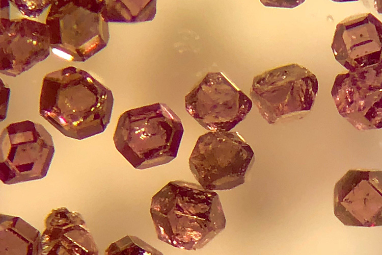 The microdiamonds used as biological tracers are about 200 &micro;m across, less than one-hundredth of an inch.