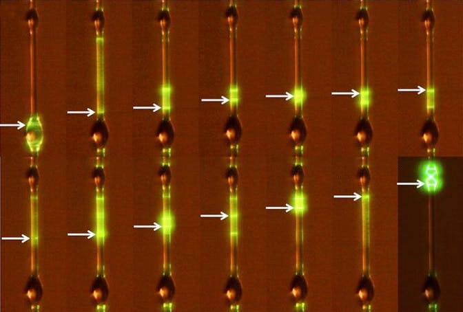 The Okinawa Institute of Science and Technology (OIST) has devised a new glass wetting technique to fabricate microlasers. A phosphate glass wire doped with ytterbium and erbium is melted and allowed to flow around a hollow silica capillary creating a single-wavelength microlaser.