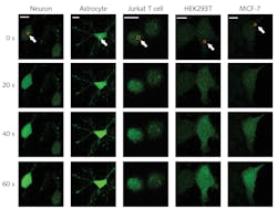 FIGURE 2. The red squares on these images show where the femtosecond laser was scanned, and the green fluorescence shows the subsequent calcium influx. FIGURE 2. The red squares on these images show where the femtosecond laser was scanned, and the green fluorescence shows the subsequent calcium influx.
