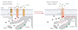 FIGURE 3. The store-operated Orai1 calcium channel normally opens when internal calcium stores are low, but femtosecond pulses excite flavins that bind to Orai1 and induce channel opening. FIGURE 3. The store-operated Orai1 calcium channel normally opens when internal calcium stores are low, but femtosecond pulses excite flavins that bind to Orai1 and induce channel opening.
