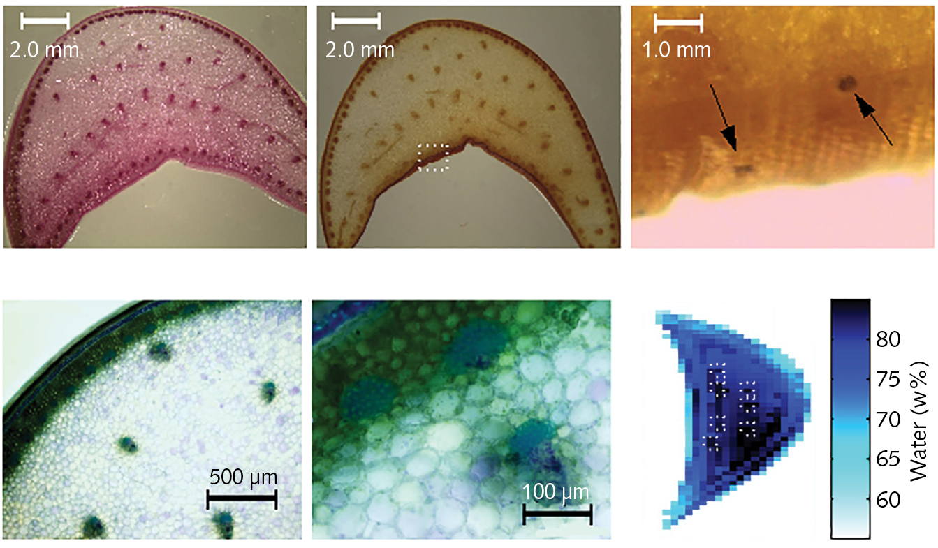 Different stains of agave leaf slices reveal the anatomy and composition of the water-carrying and storing features, which are also revealed by the terahertz image in the lower right. Although currently low in resolution, terahertz imaging is capable of noninvasively providing information about plant water distribution.